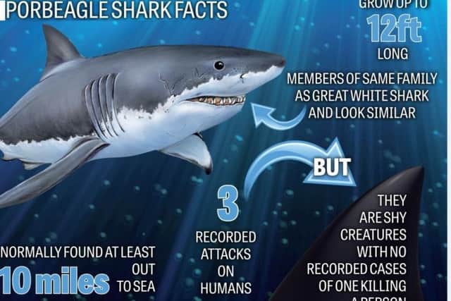 Facts about porbeagle sharks.